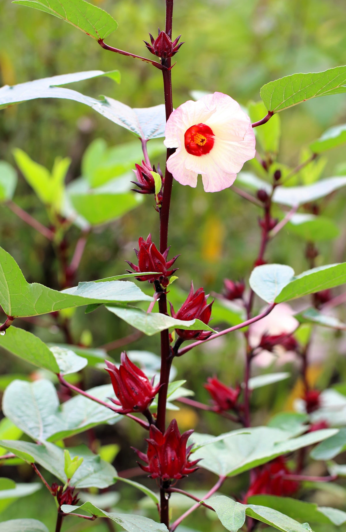 Roselle (Hibiscus sabdariffa) Seeds – 50 ct