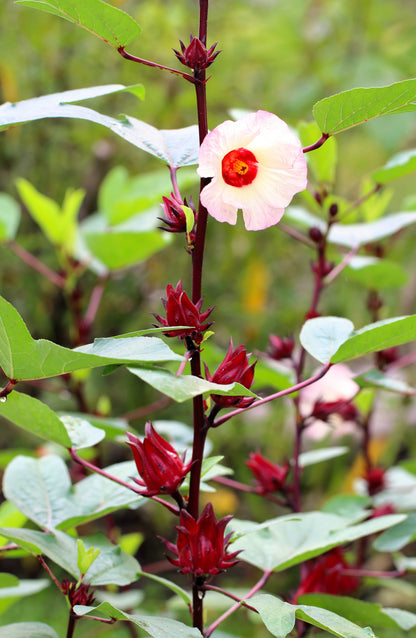 Roselle (Hibiscus sabdariffa) Seeds – 50 ct