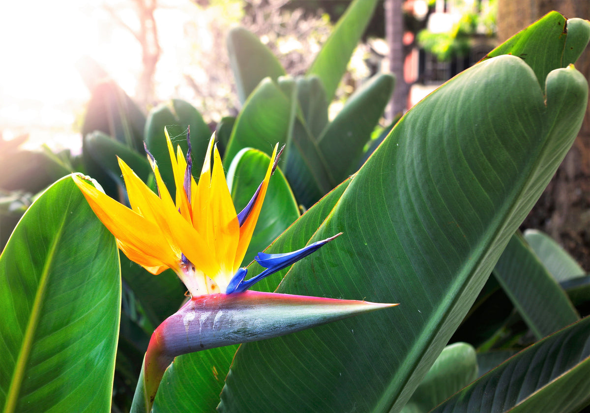 Bird of Paradise (Strelitzia reginae) Seeds – 5 ct