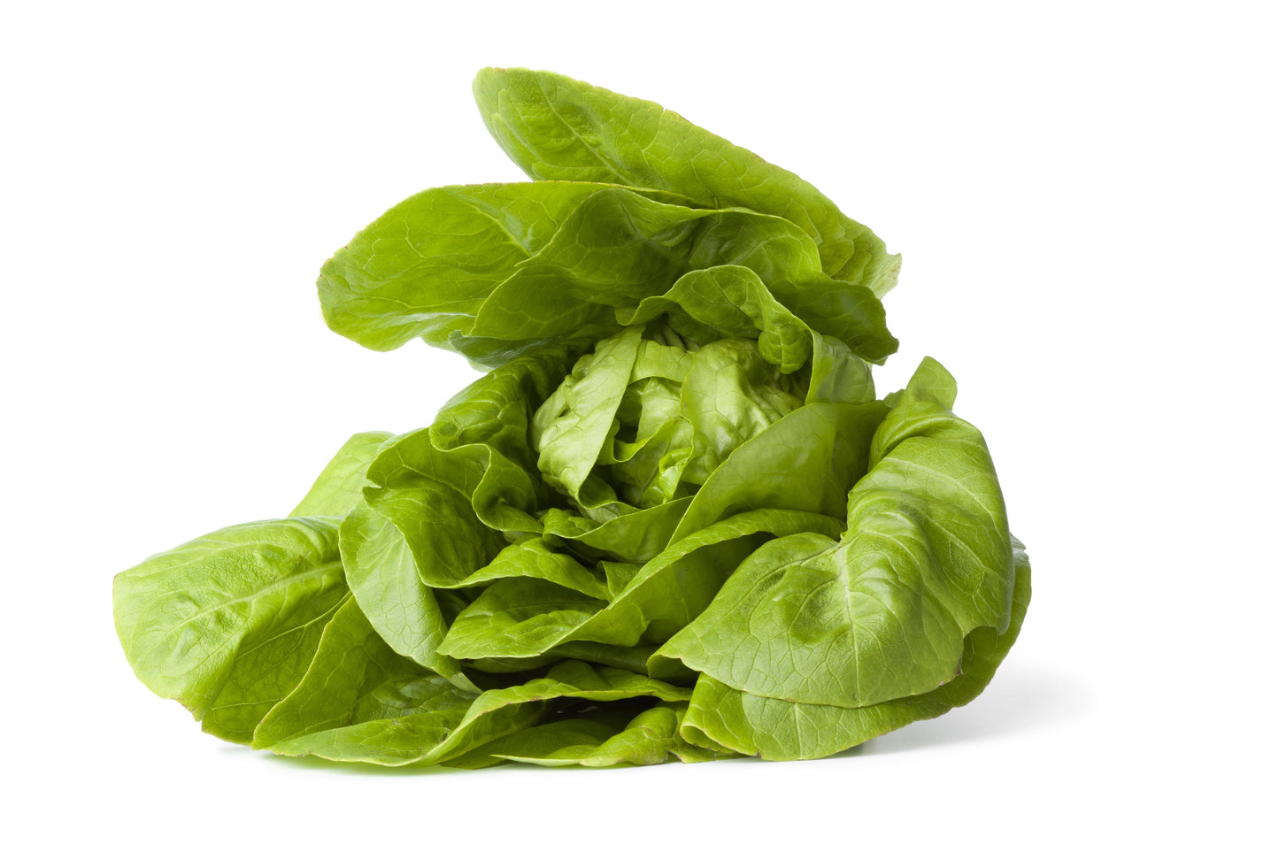 3000 Little Gem Lettuce (Lactuca Sativa) Seeds