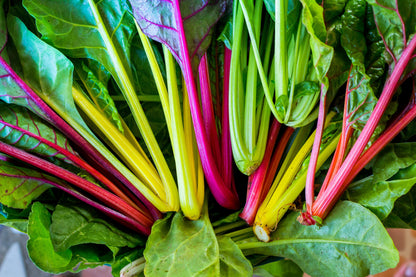 150 Mixed Colors Northern Lights Swiss Chard (Beta Vulgaris Cicla) Seeds