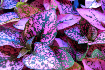 10 Dwarf Rose Polka Dot Plant (Hypoestes Phyllostachya) Seeds