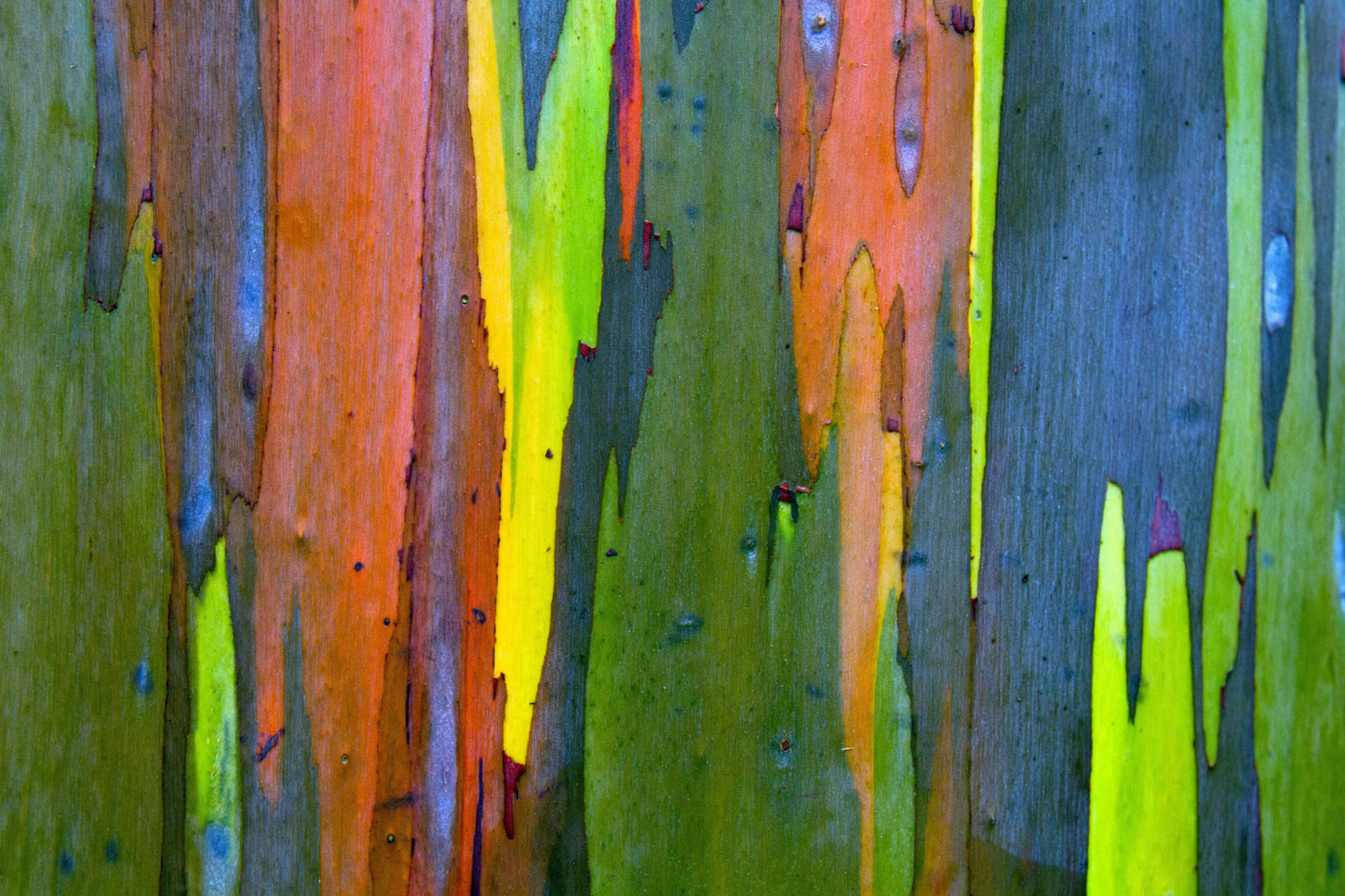 50 Rainbow Eucalyptus (Eucalyptus Deglupta) Seeds