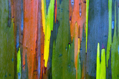 50 Rainbow Eucalyptus (Eucalyptus Deglupta) Seeds