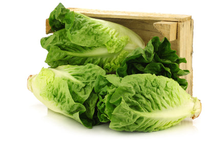 3000 Little Gem Lettuce (Lactuca Sativa) Seeds