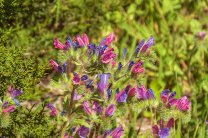 25 Rose Viper's Bugloss (Echium Plantagineum) Seeds