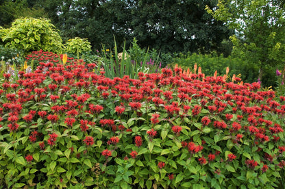 10 Panorama Red Bee Balm (Monarda Didyma) Seeds