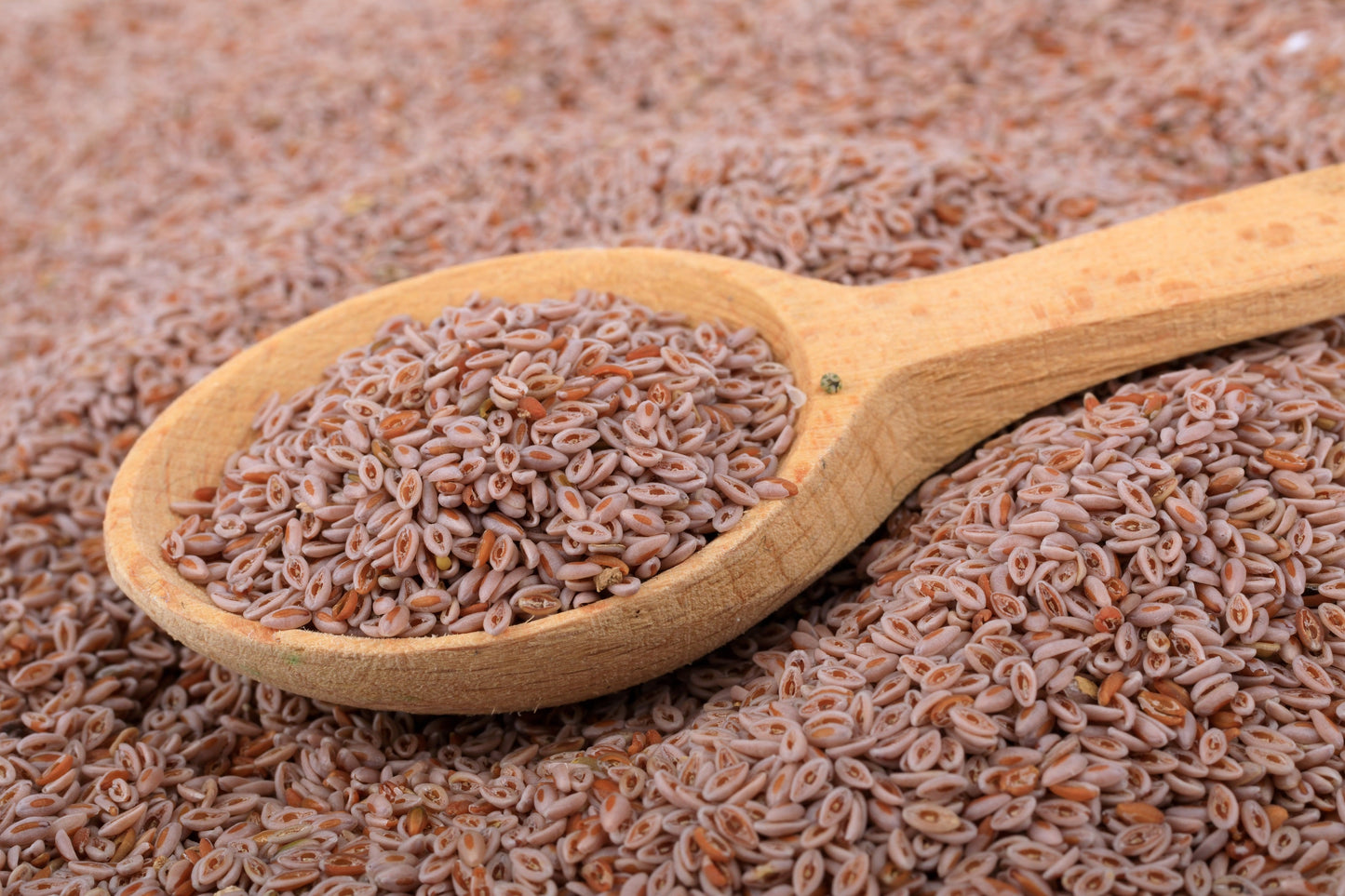 1000 Psyllium (Plantago Ovata) Seeds