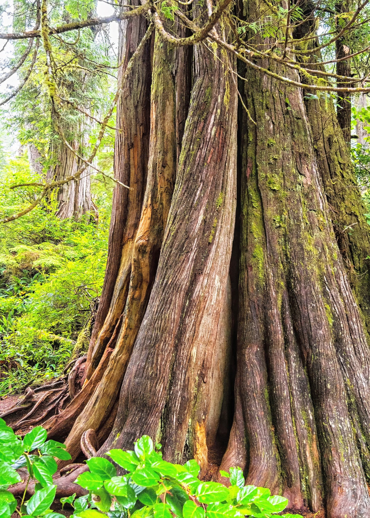 Douglas Fir (Pseudotsuga menziesii) Seeds – 20 ct