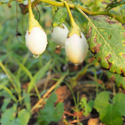 30 Easter Egg Plant (Ornamental Eggplant; Solanum Ovigerum) Seeds