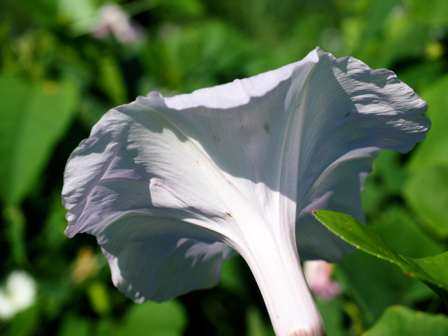 50 Moon Flower (Ipomoea Alba) Seeds