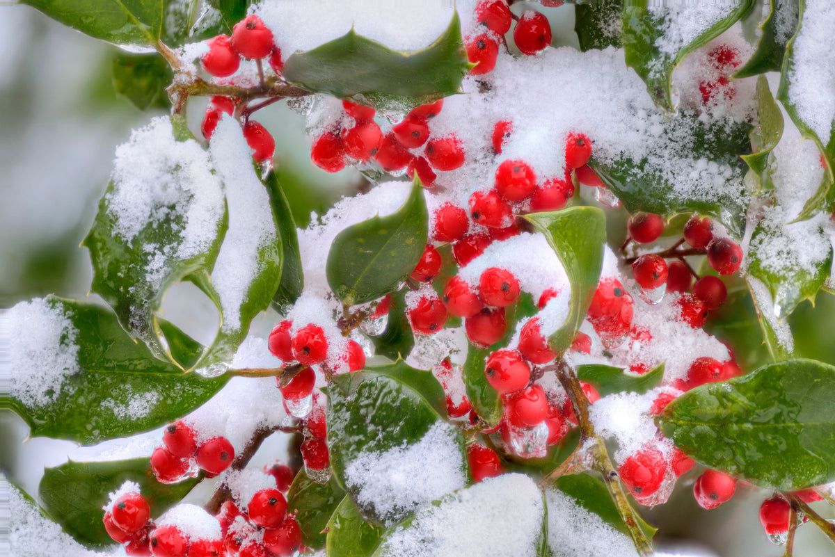 American Holly (Ilex opaca) Seeds – 40 ct