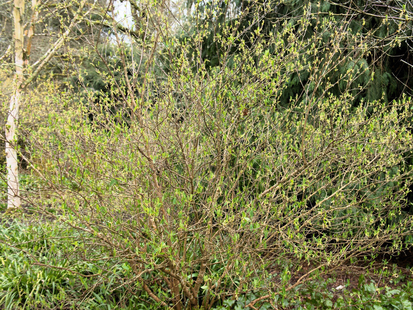 15 Indian Plum (Oemleria Cerasiformis) Seeds