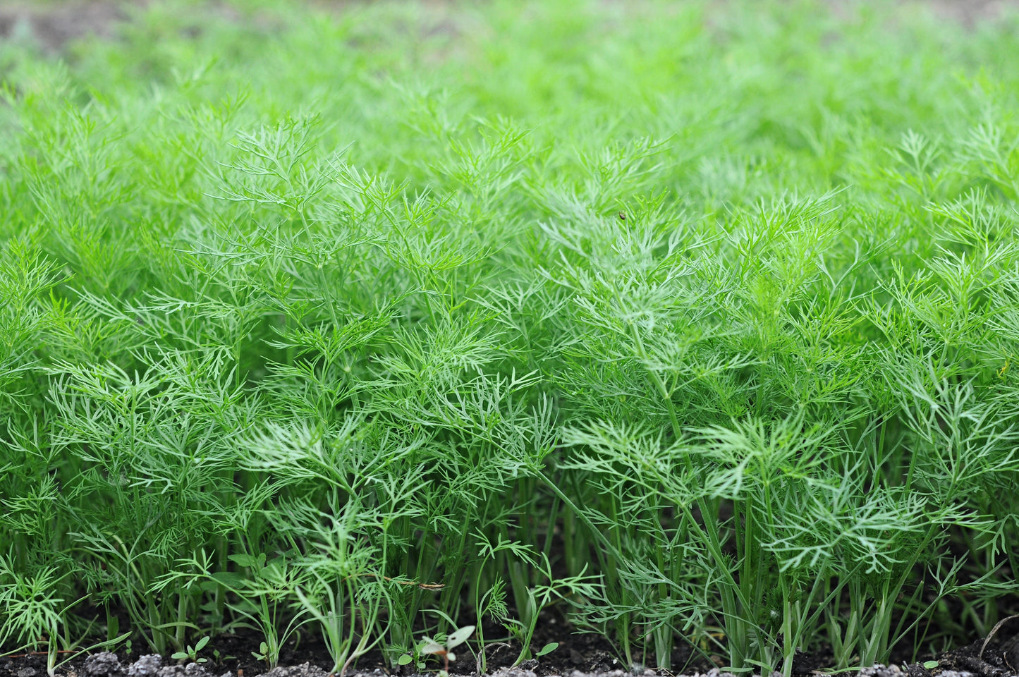 2500 Bouquet Dill (Anethum Graveolens) Seeds