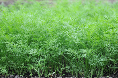 2500 Bouquet Dill (Anethum Graveolens) Seeds