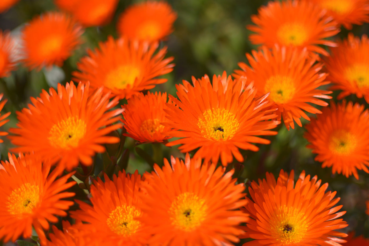 100 Gelato Orange Ice Plant (Dorotheanthus Bellidiformis) Seeds