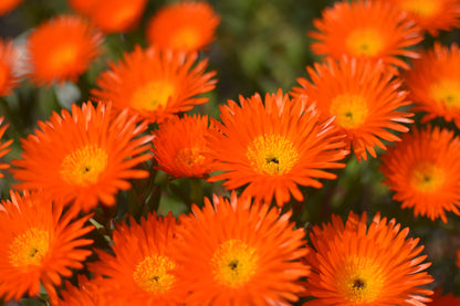 100 Gelato Orange Ice Plant (Dorotheanthus Bellidiformis) Seeds