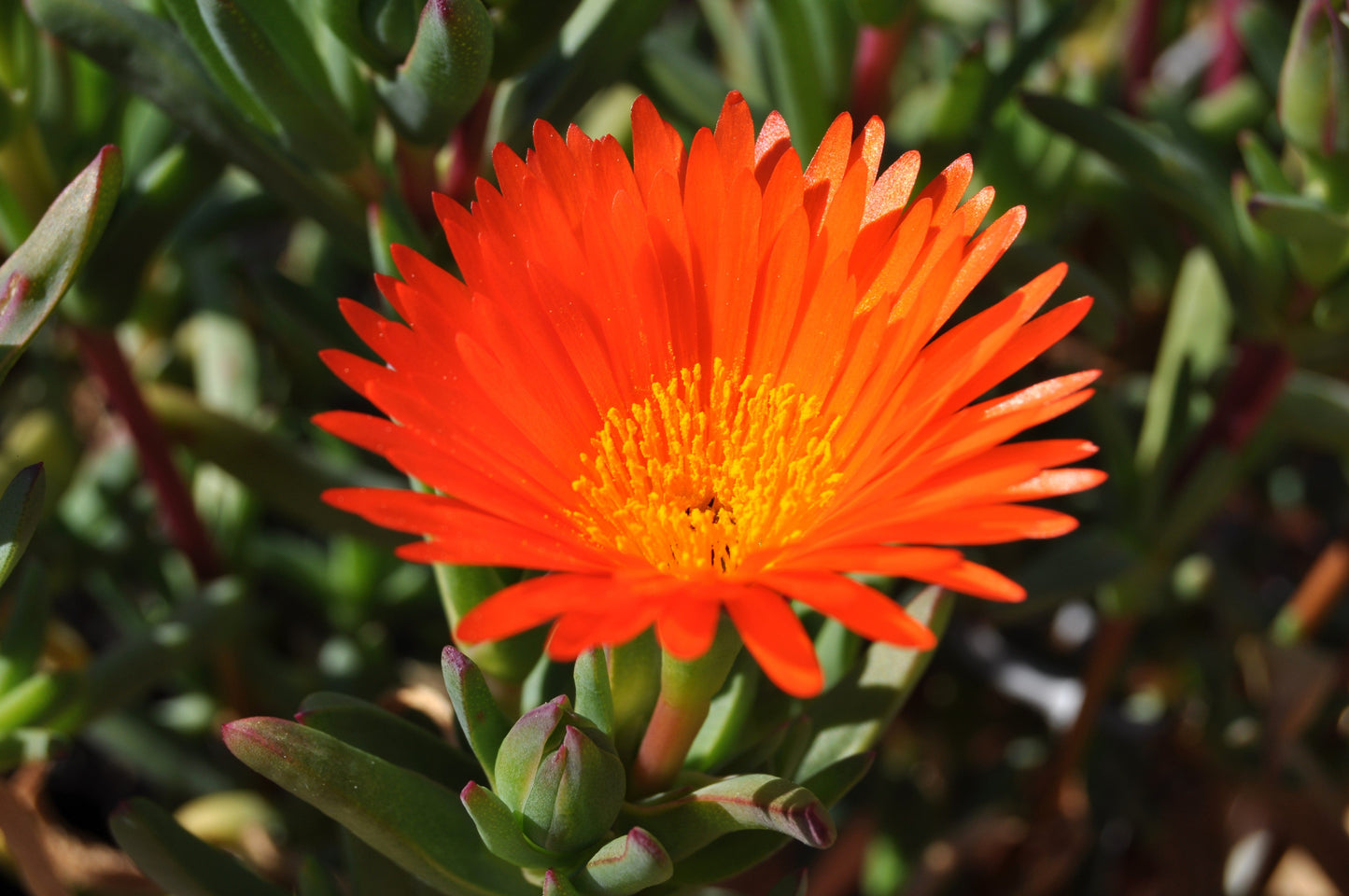 100 Gelato Orange Ice Plant (Dorotheanthus Bellidiformis) Seeds