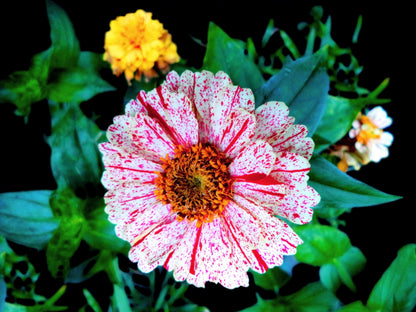Candy Stripe Zinnia Mix (Zinnia elegans) Seeds – 150 ct