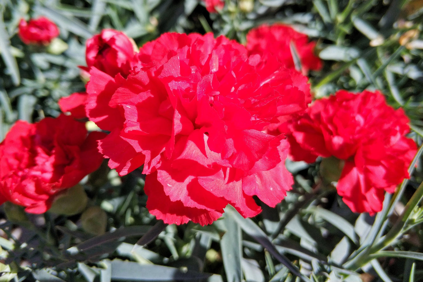 50 Scarlet Carnation  (Dianthus Caryophyllus Grenadin) Seeds