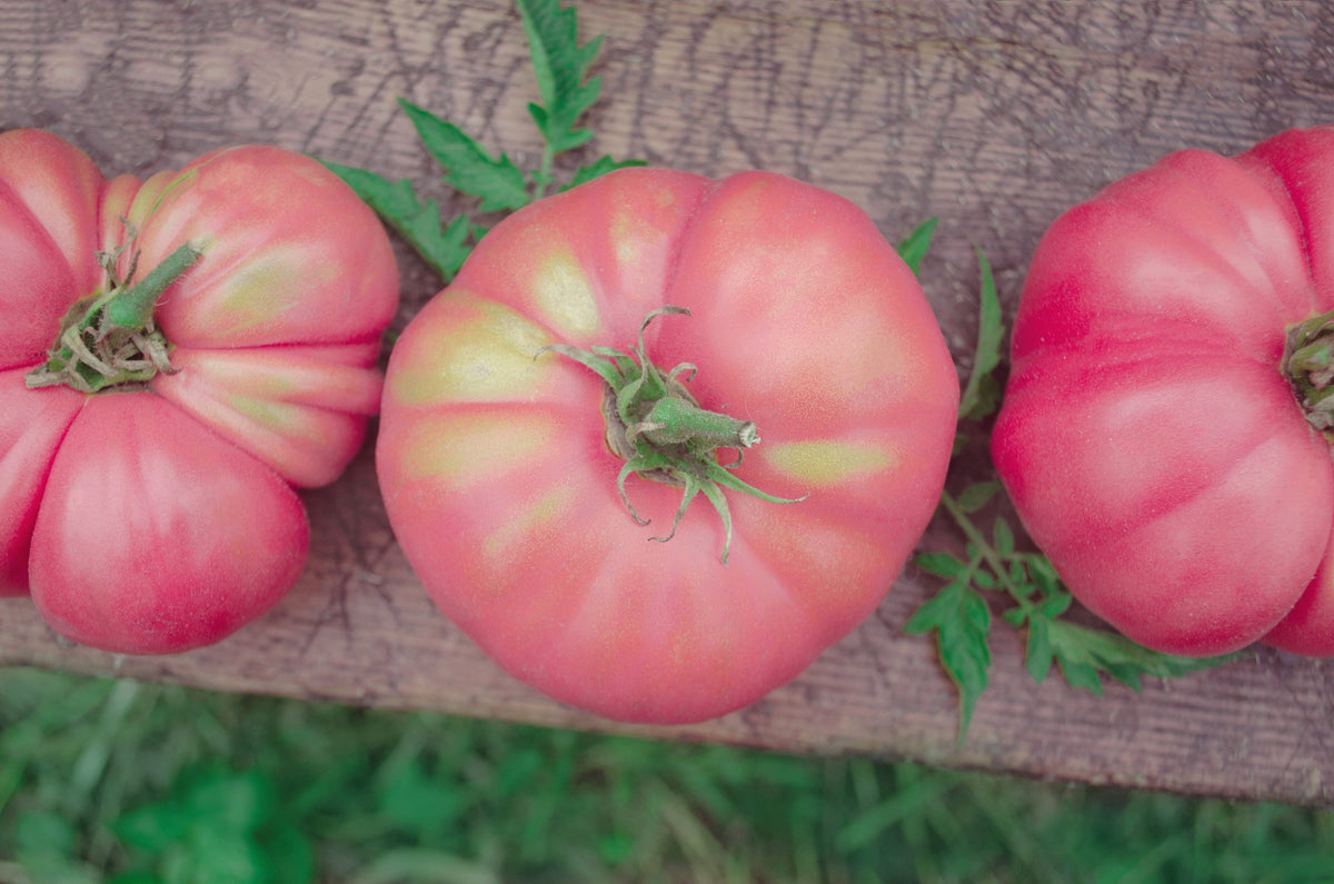 Giant Belgian Pink Tomato (Solanum lycopersicum) Seeds – 50 ct