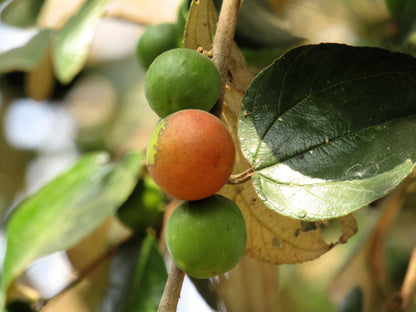 15 Indian Plum (Oemleria Cerasiformis) Seeds