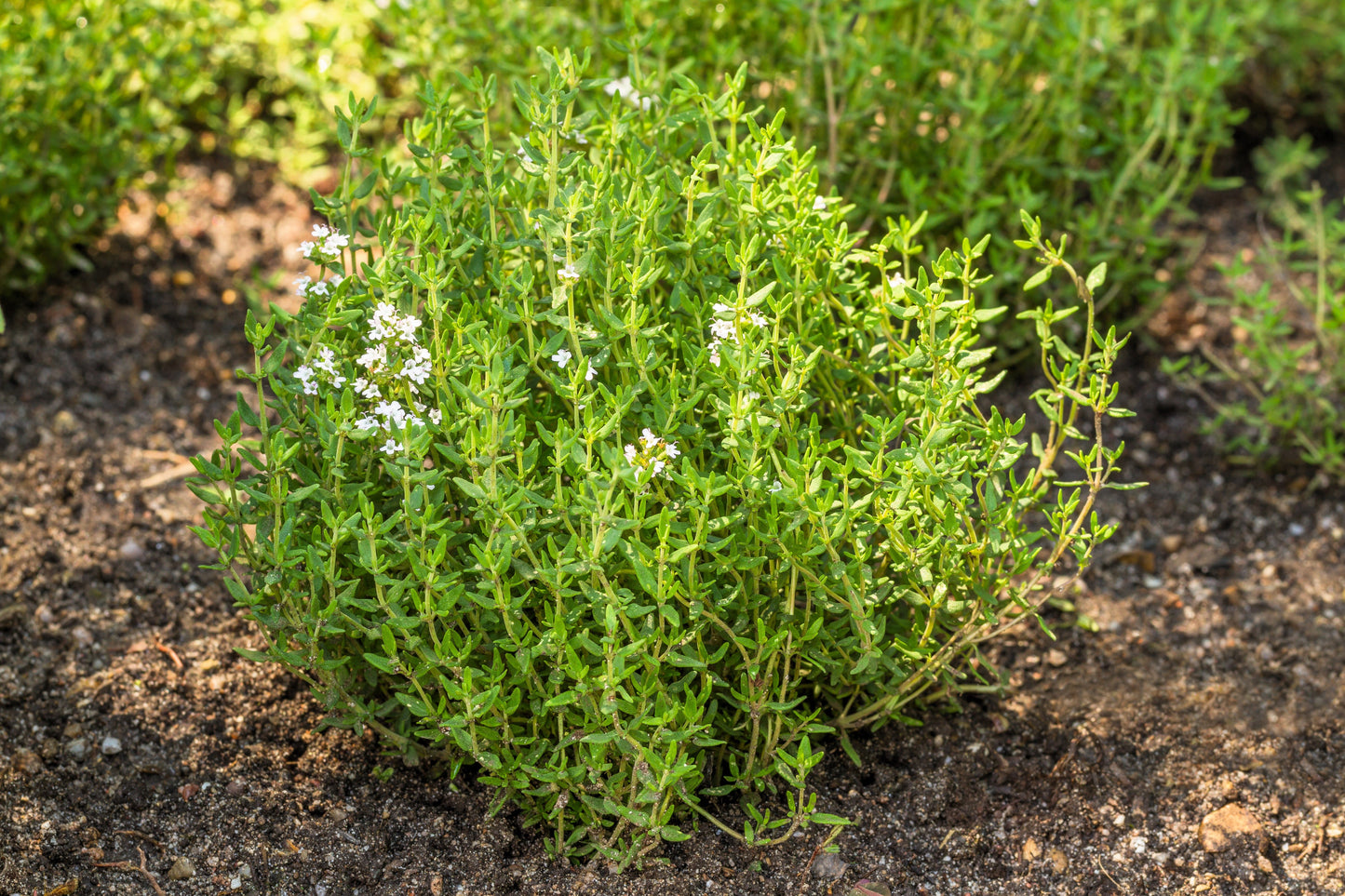 30 Orange Thyme Orangelo (Thymus Vulgaris Fragrantissimus) Seeds
