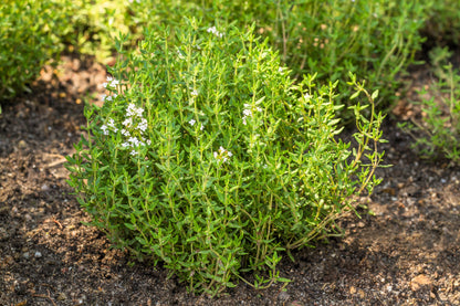 30 Orange Thyme Orangelo (Thymus Vulgaris Fragrantissimus) Seeds