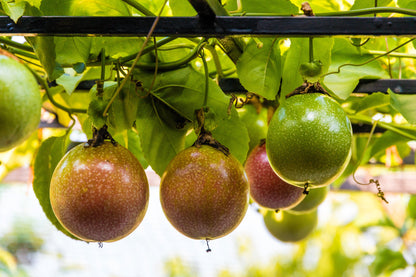 20 Purple Passion Fruit (Granadilla Passiflora Edulis ) Seeds