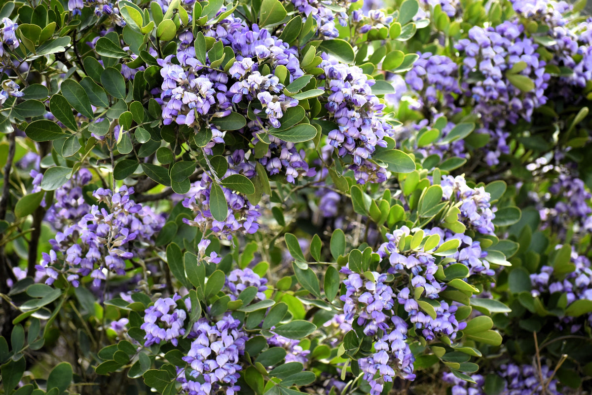 10 TEXAS Mountain LAUREL Sophora Secundiflora Mescal Tree Purple Flower Seeds