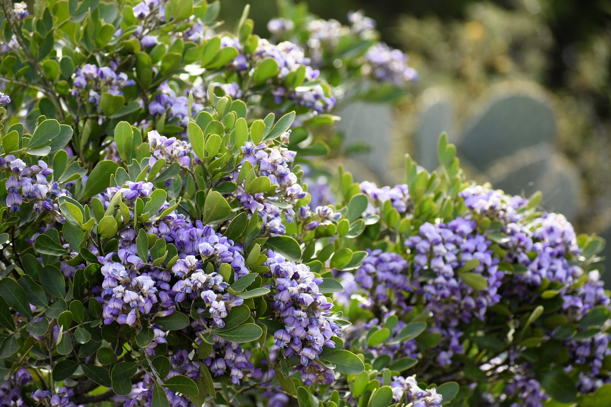 10 TEXAS Mountain LAUREL Sophora Secundiflora Mescal Tree Purple Flower Seeds