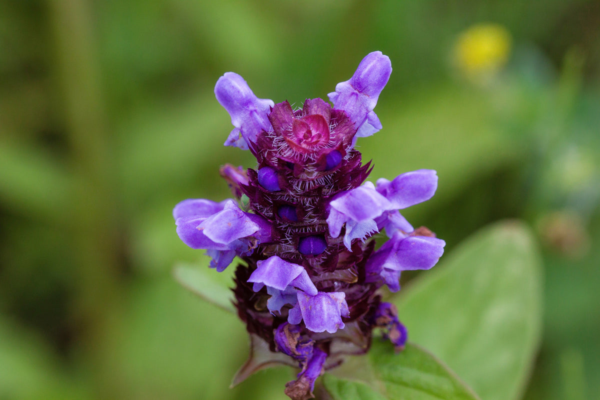 100 HEAL ALL Self Heal Prunella Vulgaris Purple Herb Flower Seeds