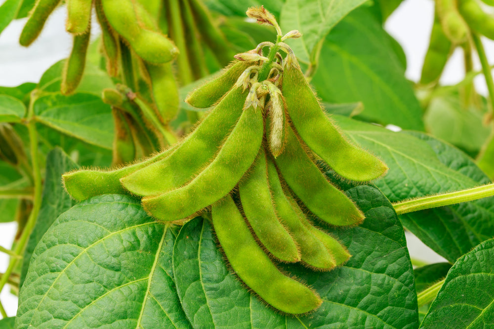 20 Edamame Envy Soybean (Glycine Max) Seeds