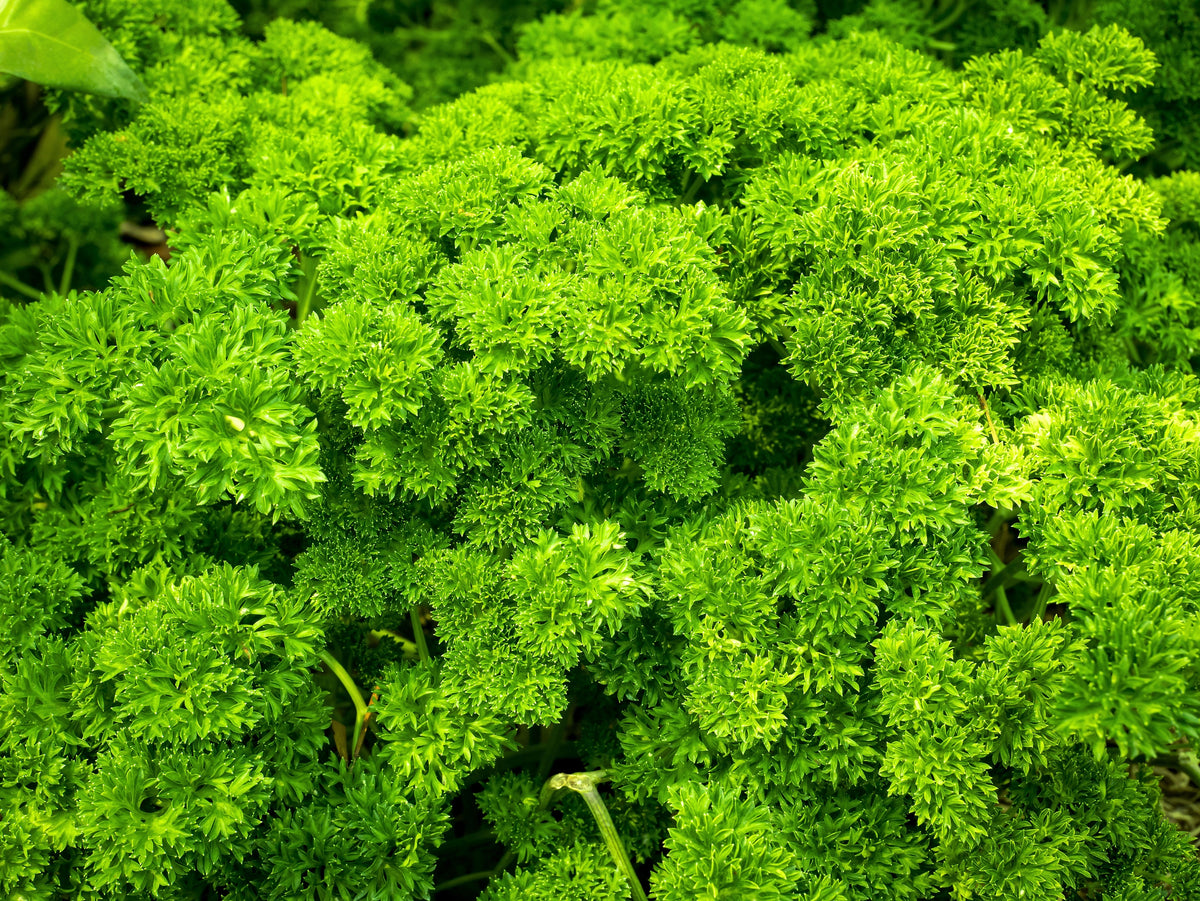 Triple Curled Parsley (Petroselinum crispum) Seeds – 1,500 ct