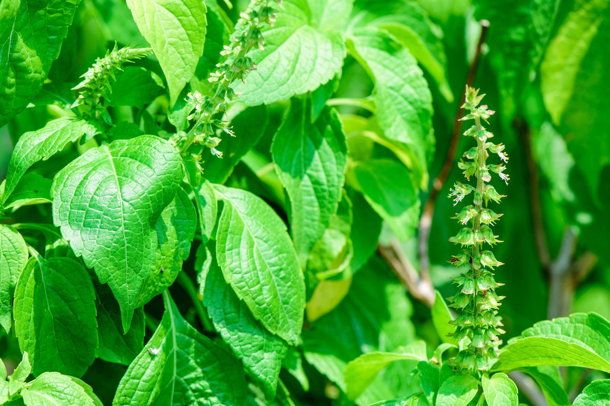 Clove Basil (Ocimum gratissimum) Seeds – 500 ct