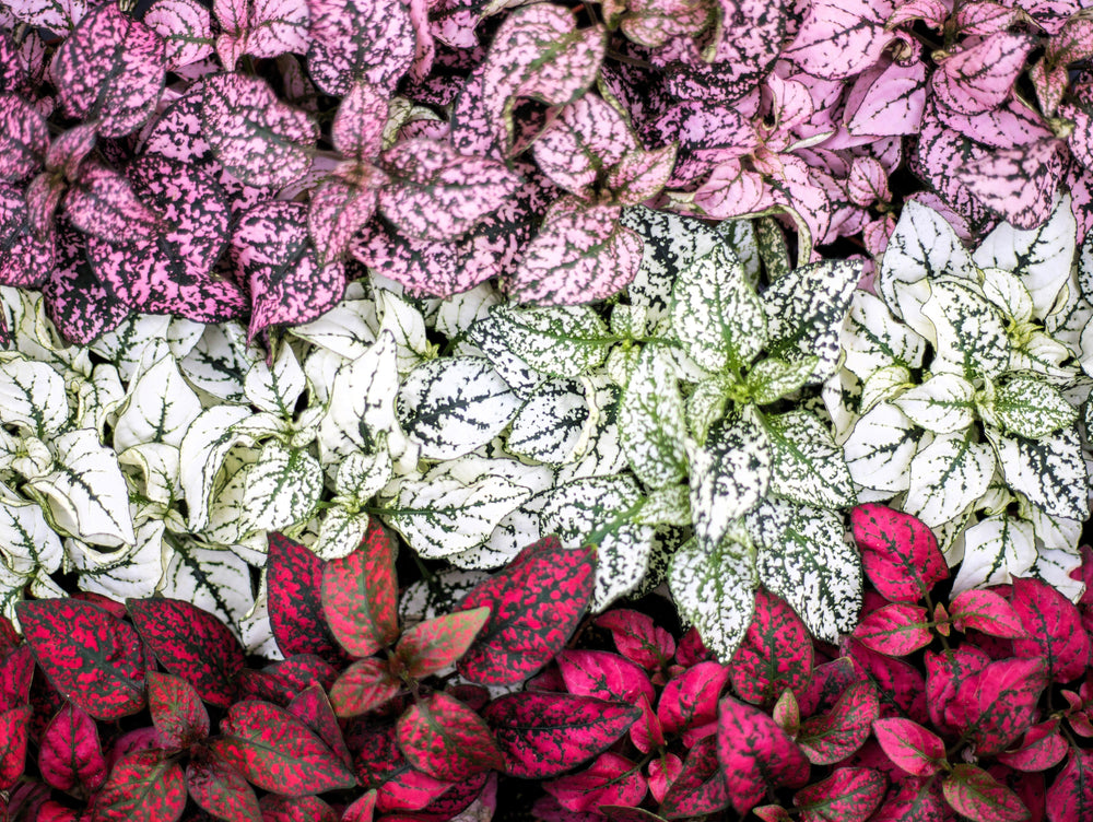 10 Polka Dot Plant (Hypoestes Phyllostachya) Seeds