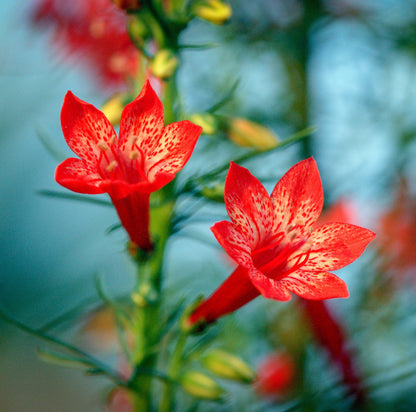 200 Standing Cypress (Ipomopsis Rubra) Seeds