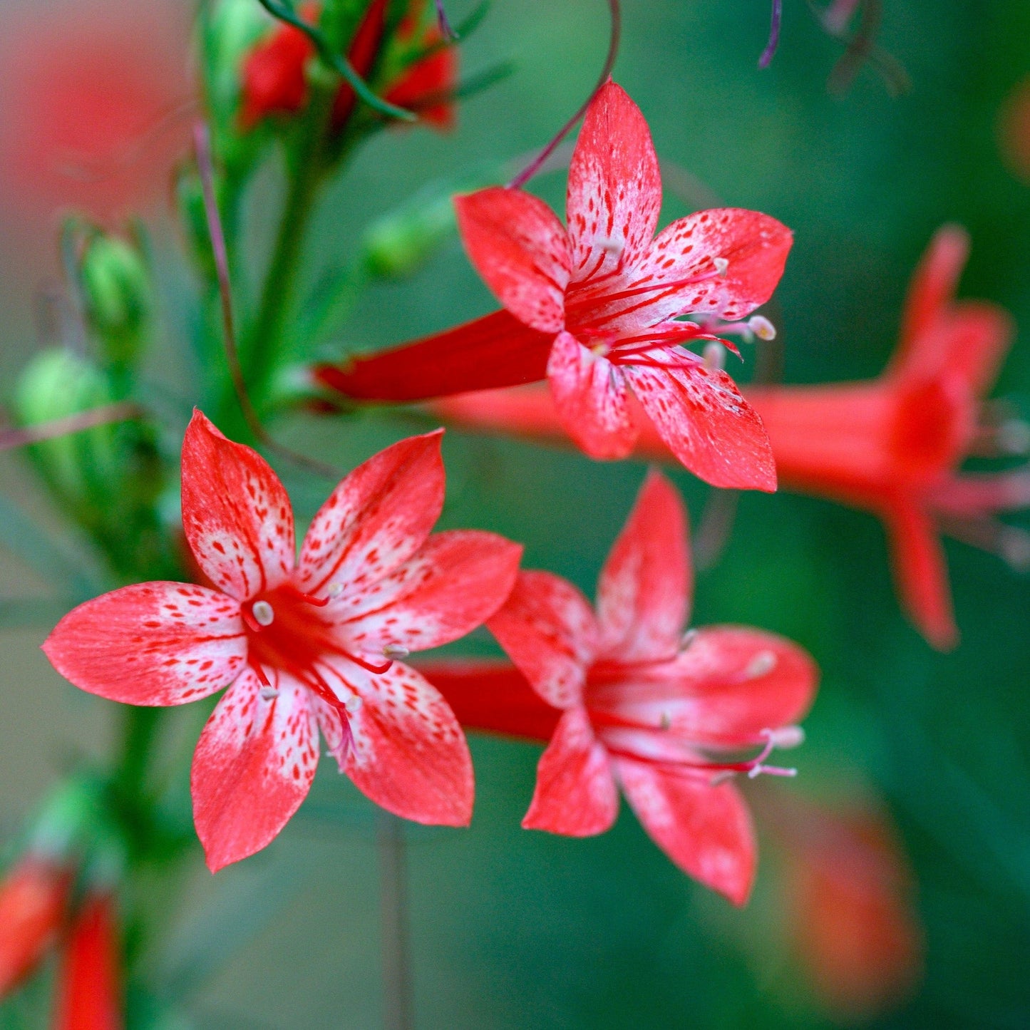 200 Standing Cypress (Ipomopsis Rubra) Seeds