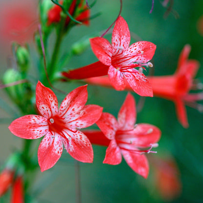 200 Standing Cypress (Ipomopsis Rubra) Seeds