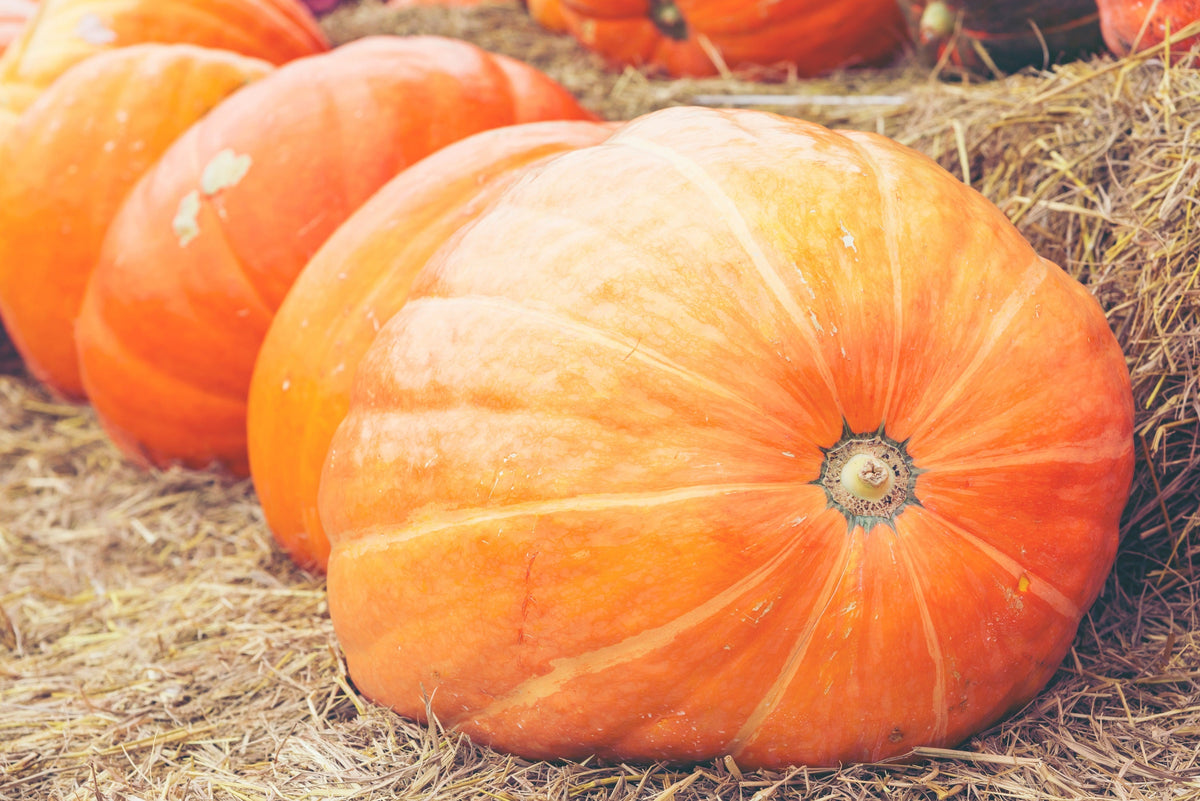 Mammoth Gold Pumpkin (Cucurbita maxima) Seeds – 25 ct