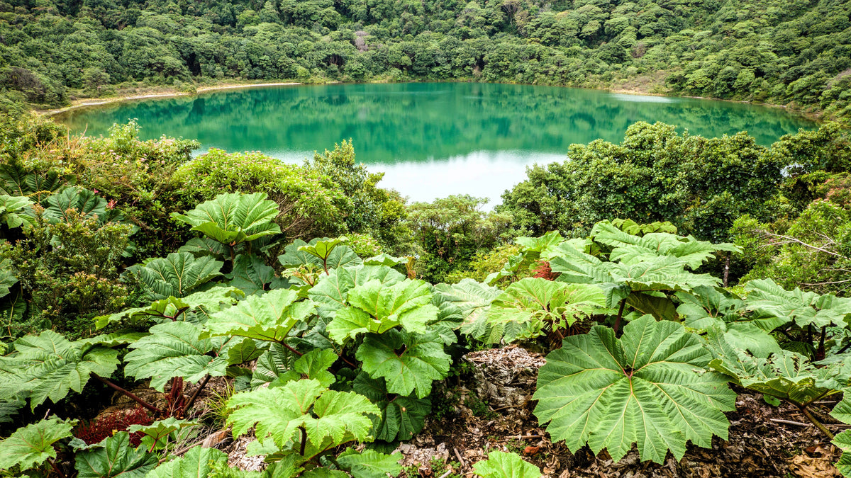 Giant Rhubarb (Gunnera insignis) Seeds – 10 ct
