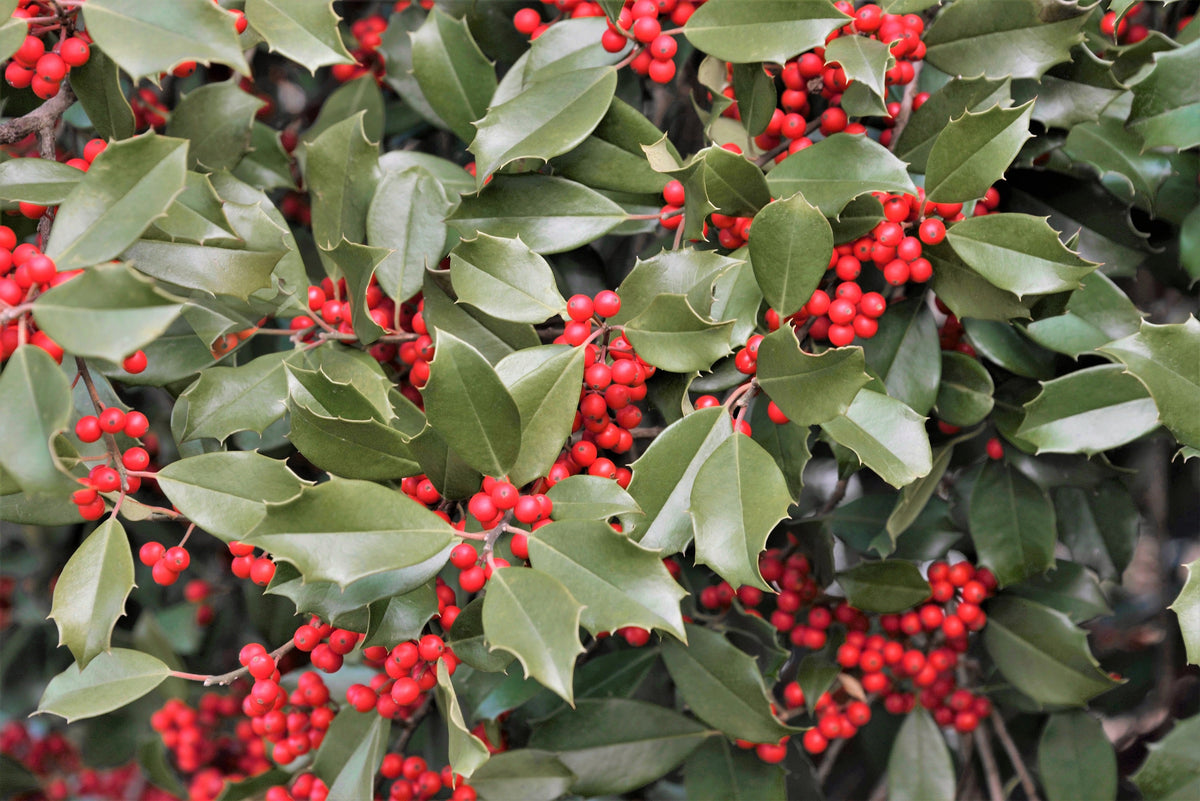 American Holly (Ilex opaca) Seeds – 40 ct