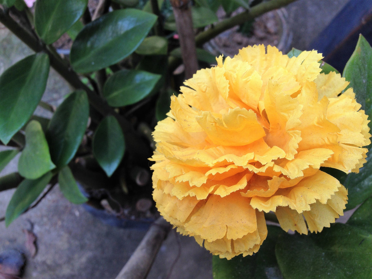50 Yellow Carnation (Dianthus Caryophyllus ) Seeds