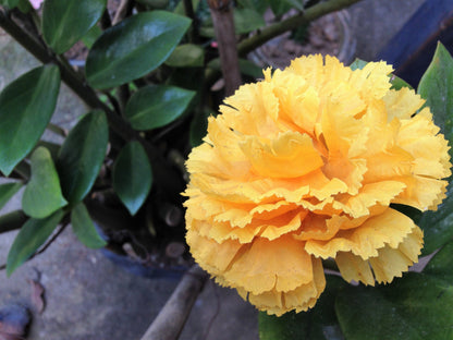 50 Yellow Carnation (Dianthus Caryophyllus ) Seeds