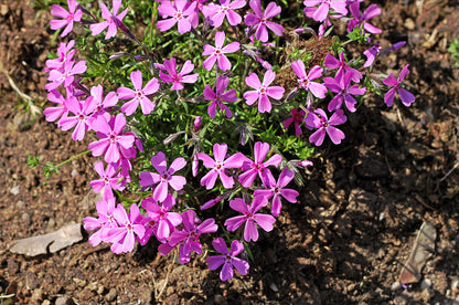 Prairie Phlox Mix (Phlox pilosa) Seeds – 20 ct