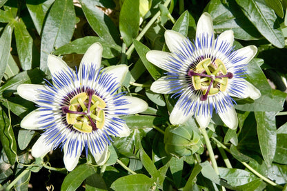 10 Passionflower / Passion fruit (Passiflora Caerulea) Seeds