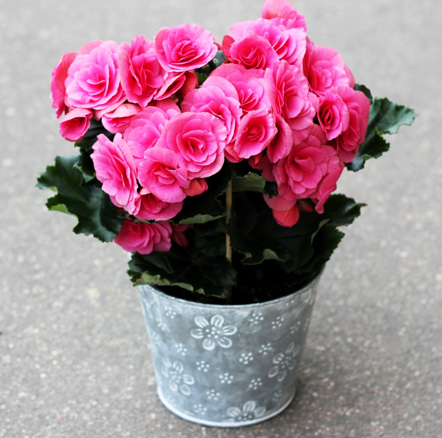 10 Bright Pink Double Begonia (Tuberosa Tuberous Begonia) Seeds
