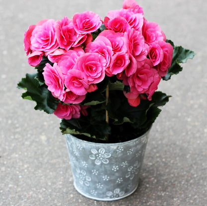 10 Bright Pink Double Begonia (Tuberosa Tuberous Begonia) Seeds