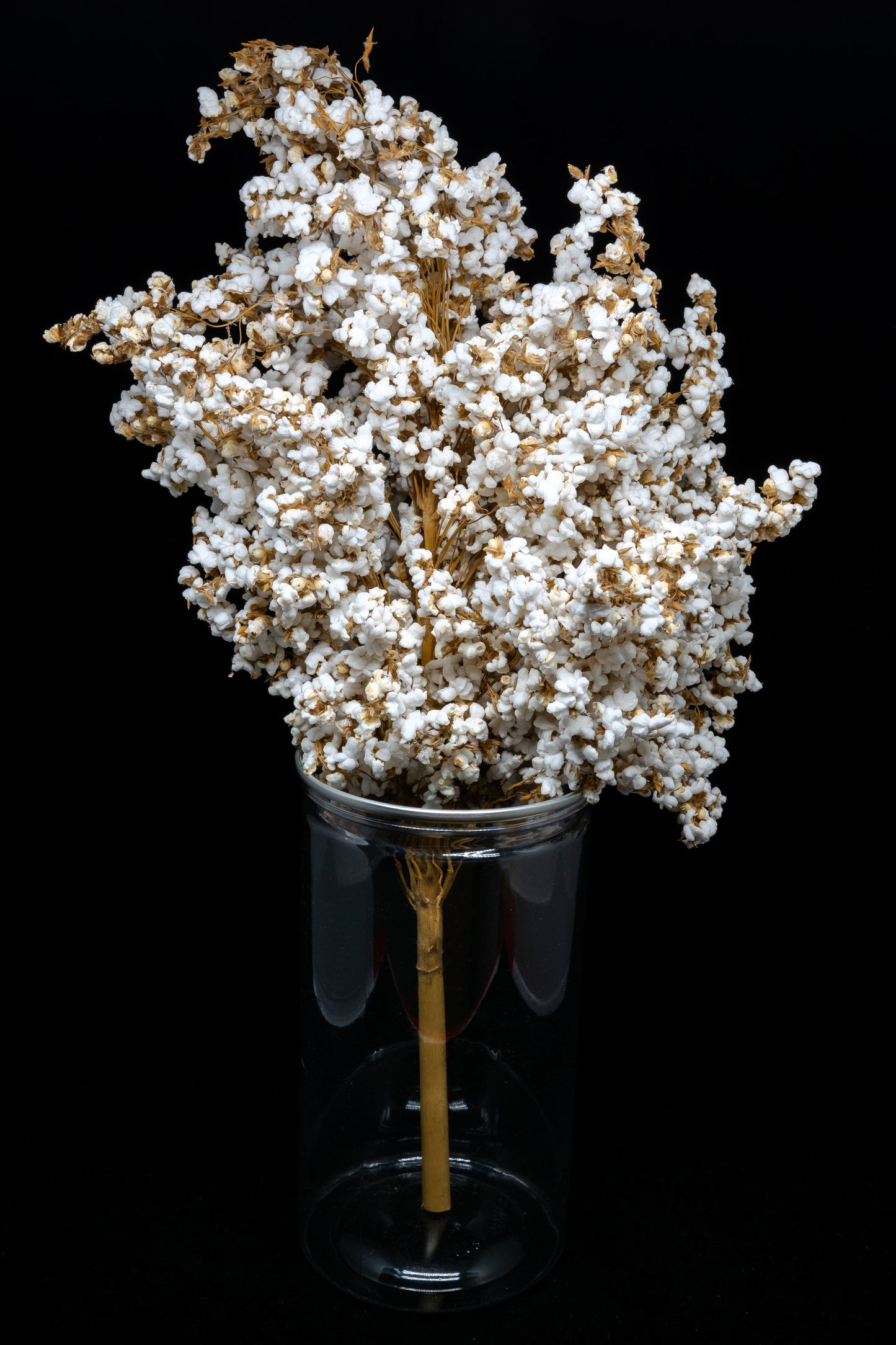 75 White Popping Sorghum (Sorghum Bicolor) Seeds