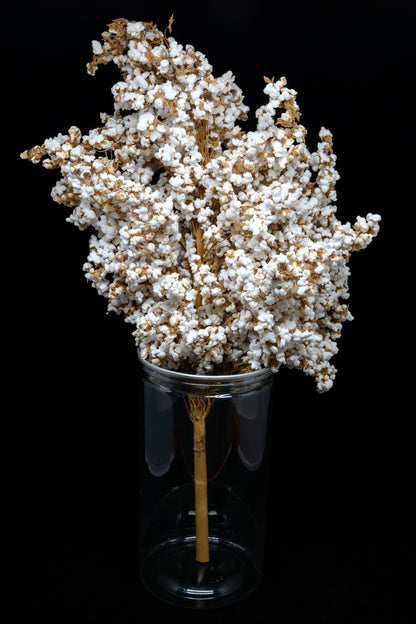 75 White Popping Sorghum (Sorghum Bicolor) Seeds